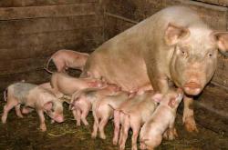 母猪产后体温多少算正常