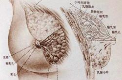 产后第四天乳房有硬块怎么办