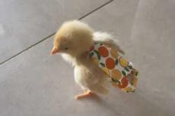 纸尿裤萌芽可萌有何特点