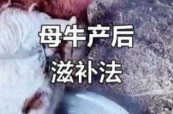 母牛产后发烧怎么办