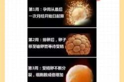 孕反一般几月开始