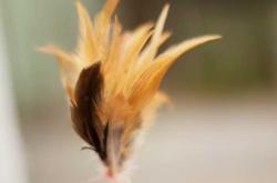 备孕梦见四只小鸡崽啥寓意