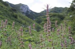 备孕用益母草有没有作用