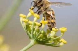 小蜜蜂纸尿裤好用吗