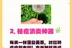 备孕前期能不能喝蒲公英