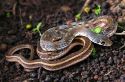 备孕梦见蛇缠腿有啥预兆