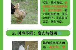 小鹅为什么需要尿不湿