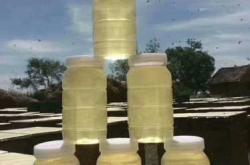 备孕能喝槐花蜂蜜吗