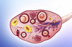 备孕每天烤火有影响吗