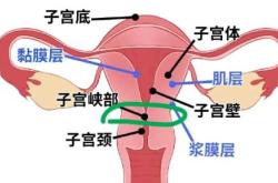 剖腹产划开几层