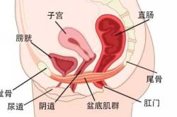 产后多久外阴口能闭合
