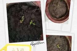 婴儿种豆需要注意什么