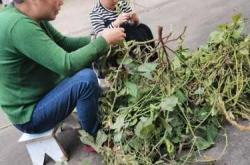 怀孕能蹲下洗衣服吗