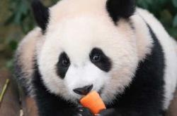 婴儿能吃胡萝卜吗