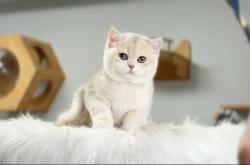 婴儿为什么喜欢猫