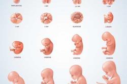 孕60天宝宝发育如何