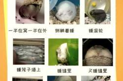 怀孕能不能养仓鼠呢