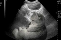 猫能闻出来人怀孕吗