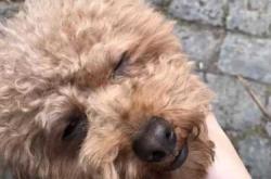 备孕女人梦到大狗温顺啥预兆