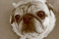 哈布狗需要尿不湿吗