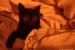 备孕女人梦到鱼咬猫有何寓意