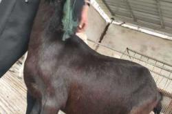 待产奶羊怎么选奶包