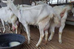 母牛产后不发情该如何解决