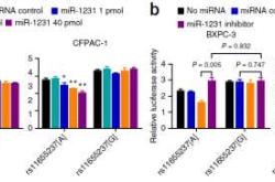 孕反和基因之间有关联吗