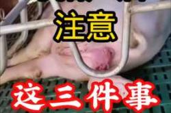 母猪产后流血怎么办