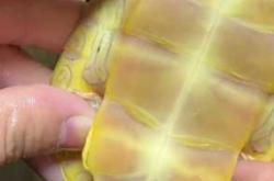 巴西龟能用拉拉裤吗能长多大