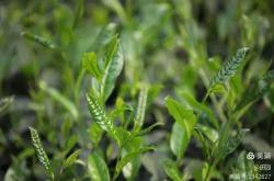 婴儿拉绿色沫是怎么回事