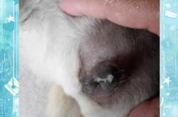 产后两个月子宫有积液咋回事