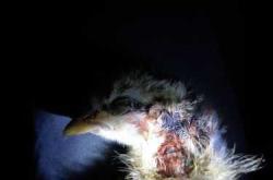 老鼠会咬婴儿吗这说法靠谱吗