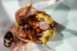 产后吃老鸡好吗