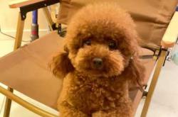 泰迪产后风有什么症状