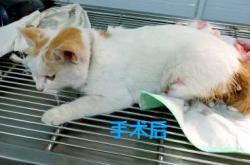 猫咪剖腹产小猫咋护理