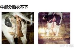 产后胎衣多久能排出