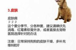 泰迪产后没有奶怎么办