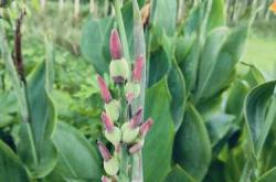 备孕期间可以种美人蕉吗