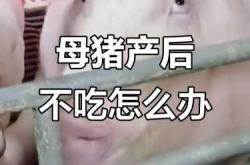 母猪产后不吃食怎么治疗