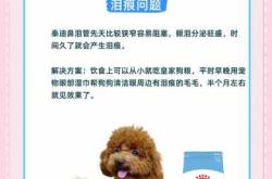 泰迪狗产后注意什么