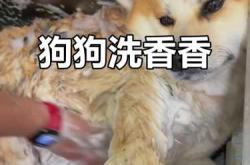 母狗产后能洗澡吗