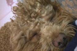 怀孕生小孩能养狗吗