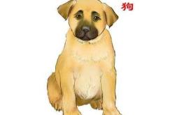 狗年剖腹产何时辰好