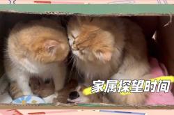 猫产后为什么要藏东西