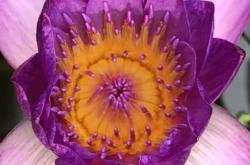 碧荷婴儿有哪些独特之处