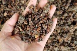 中药醋没药备孕可以吃吗