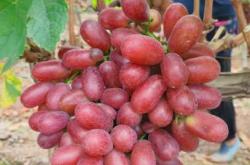 产后能吃提子吗