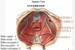 产后外阴脱垂怎么回事