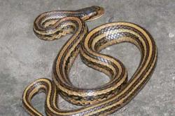 备孕梦见大灰蛇追我们咋回事